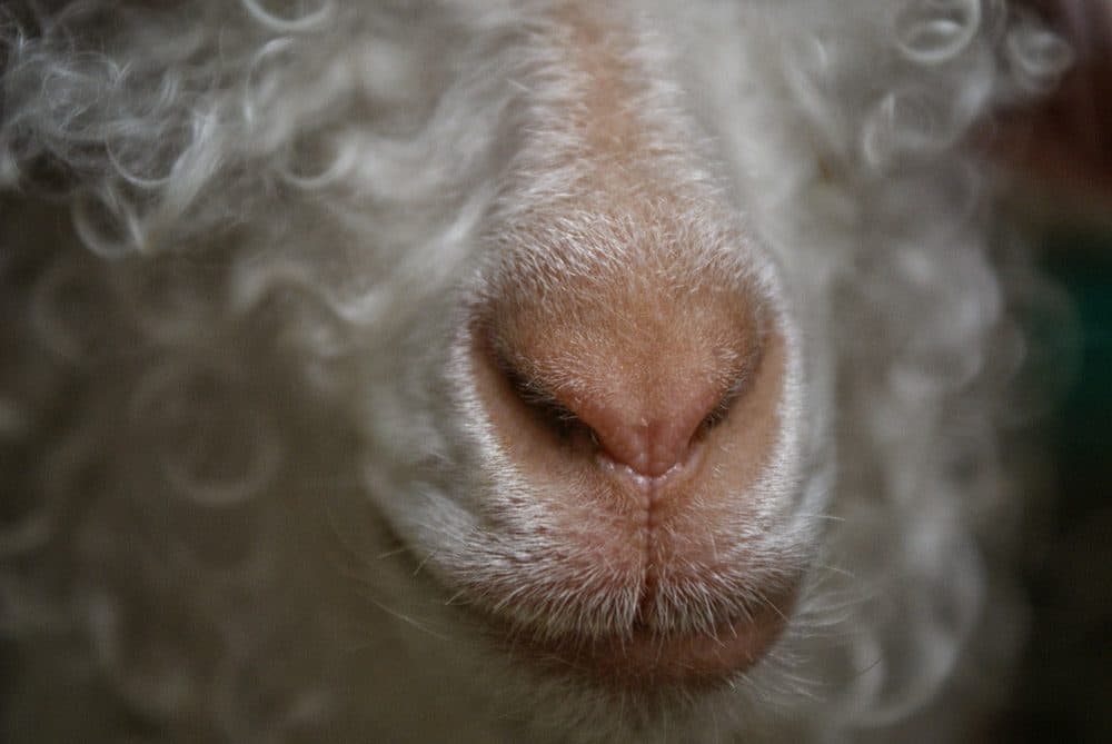 Détail du museau d'une chèvre Angora