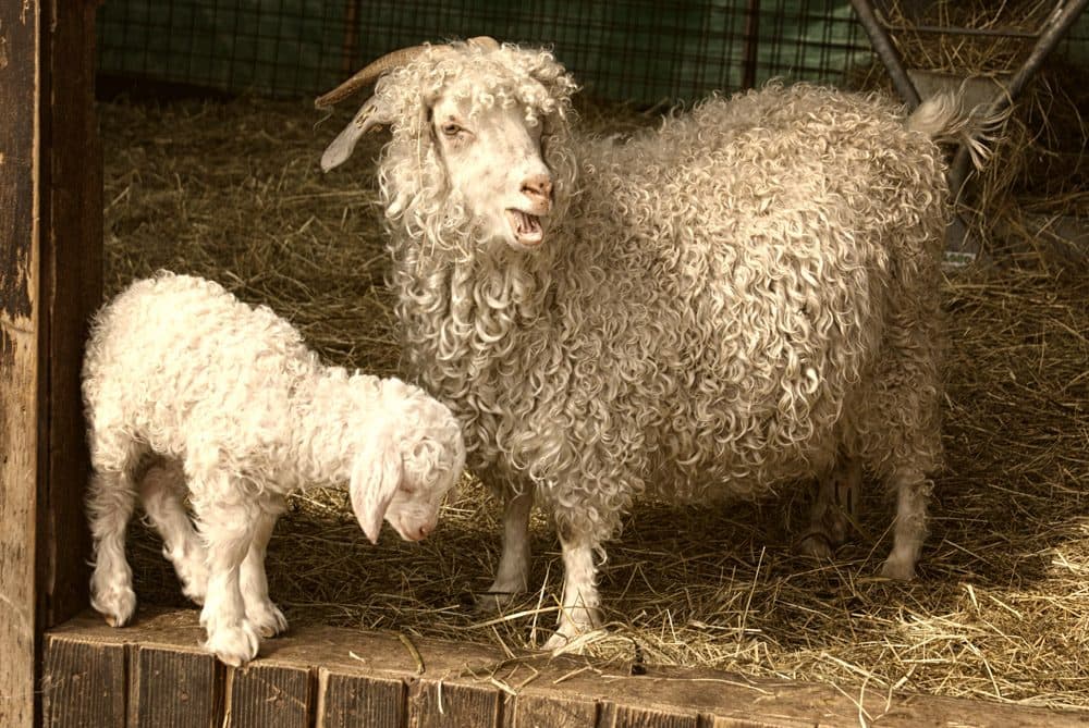 Chèvre Angora de profil dans un pré