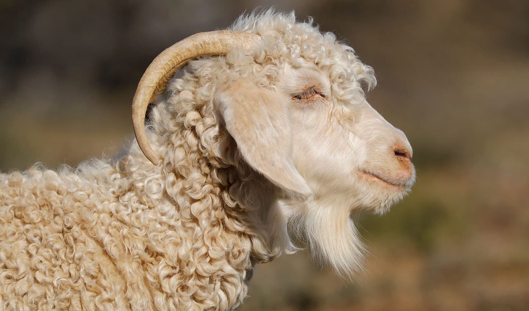 Chèvre Angora à la toison blanche et bouclée, au soleil